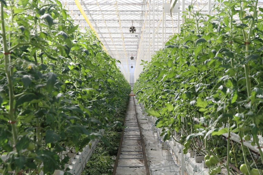 Tatura Glasshouse