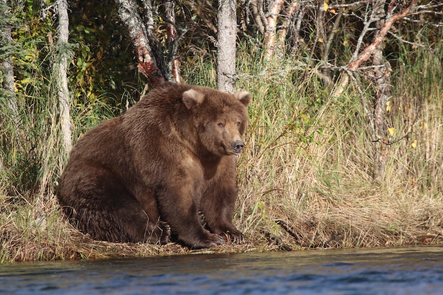 A shaggy, brown and possibly pregnant mother bear sitting on the bank of a river