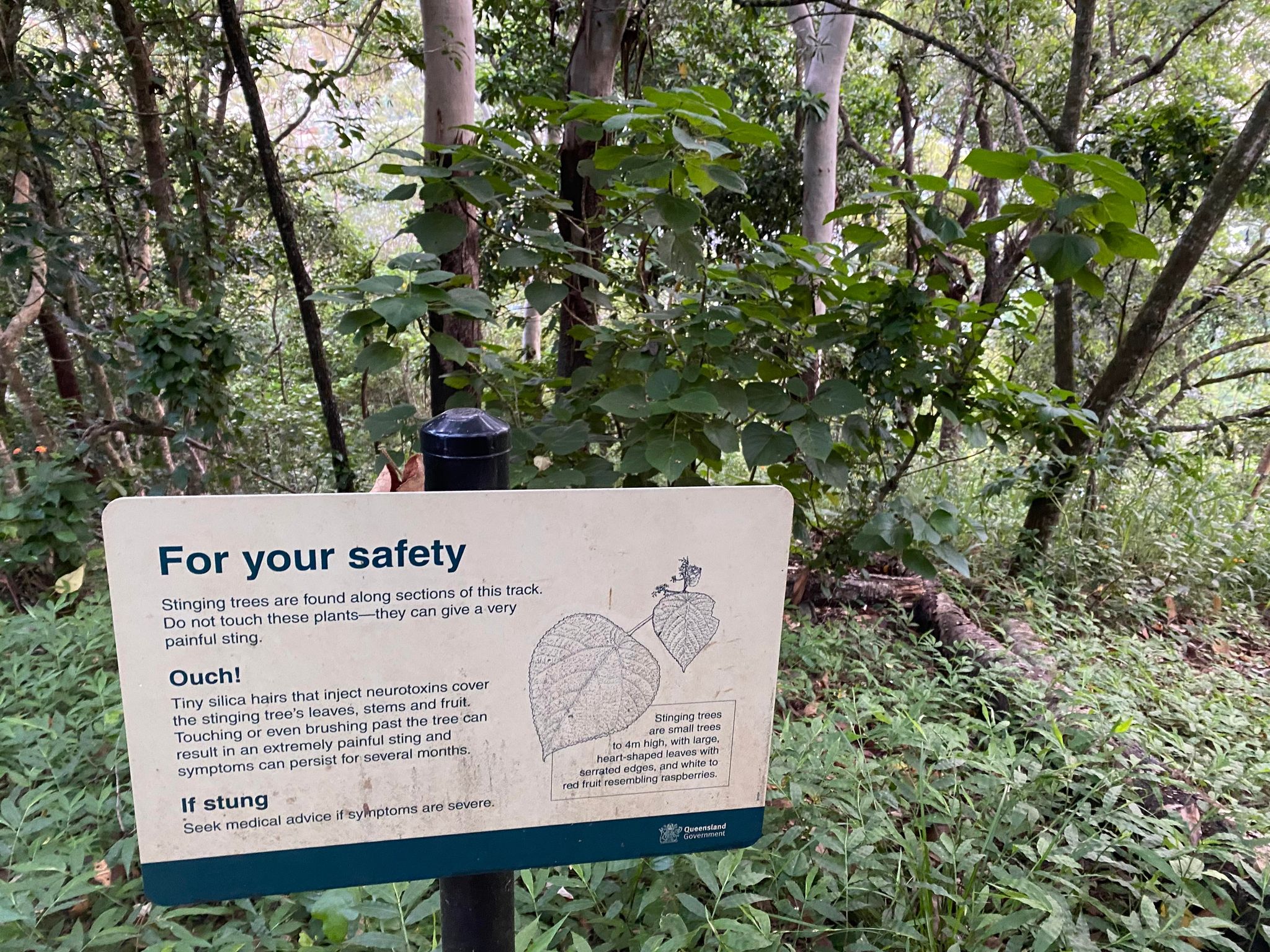 GympieGympie stinging tree causing hospitalisations…