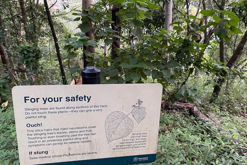 Sign warning about stinging tree in front of stinging tree on the Earl Hill trail in Trinity Beach