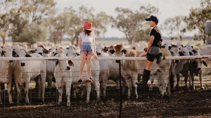 We can see the backs of two children, sitting on a fence looking over a yard of white cows