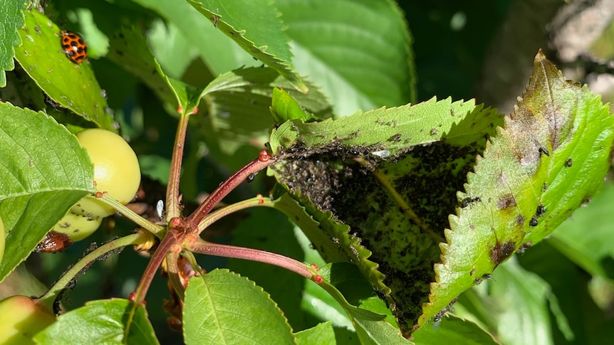 Cluster of black aphids on the leaves of a cherry tree, with a lady beetle feeding on them.