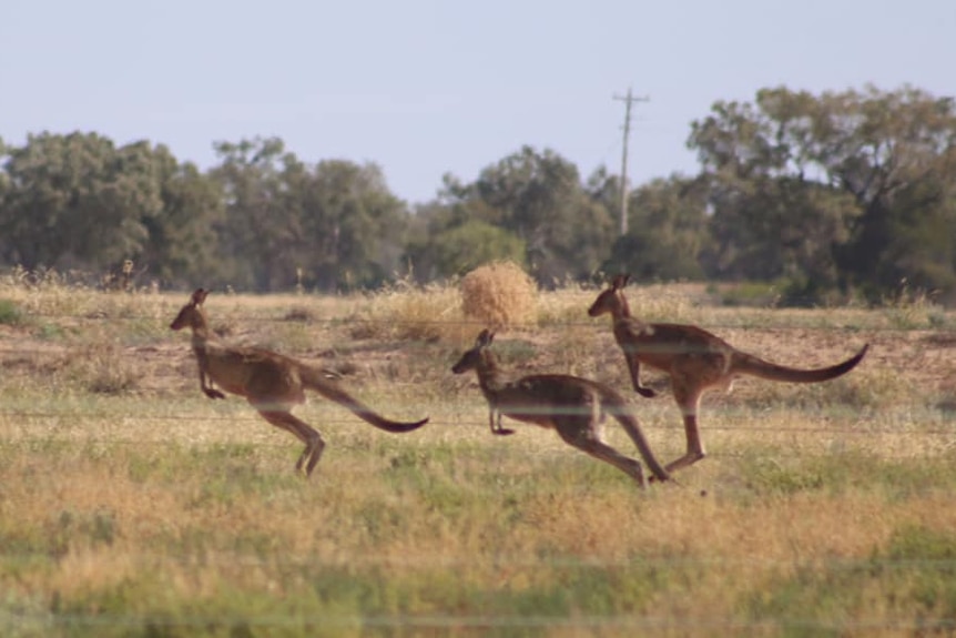 Kangaroos jumping in green grass.