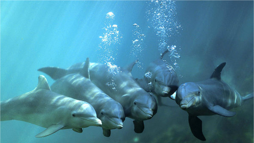 Dolphin Marine Park Study on viability of sea pens.