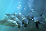 Dolphin Marine Park Study on viability of sea pens.