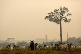 Cows stand in paddock, surrounded by a haze of smoke.