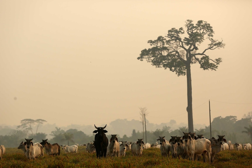 Krowy stoją w oborze otoczonej mgłą dymu.
