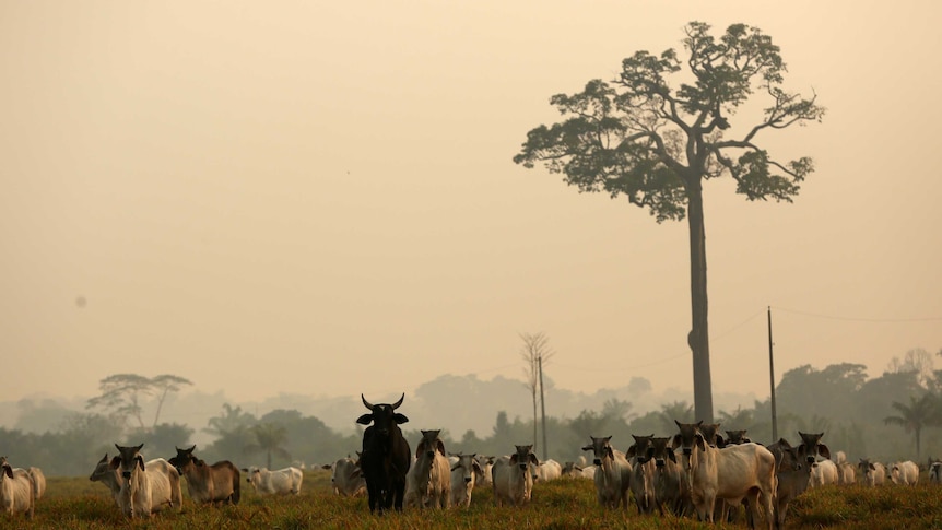 Cows stand in paddock, surrounded by a haze of smoke.