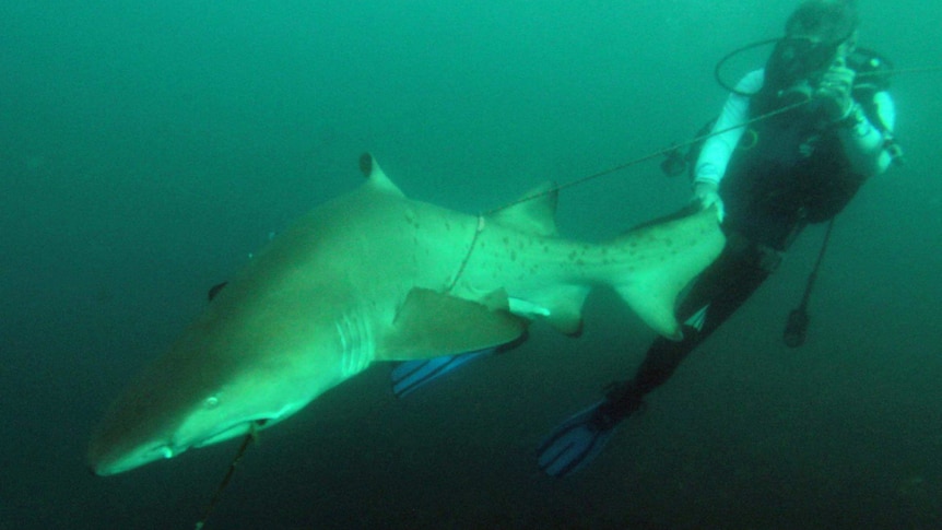 A diver works to rescue a grey nurse shark off the Byron Bay coast