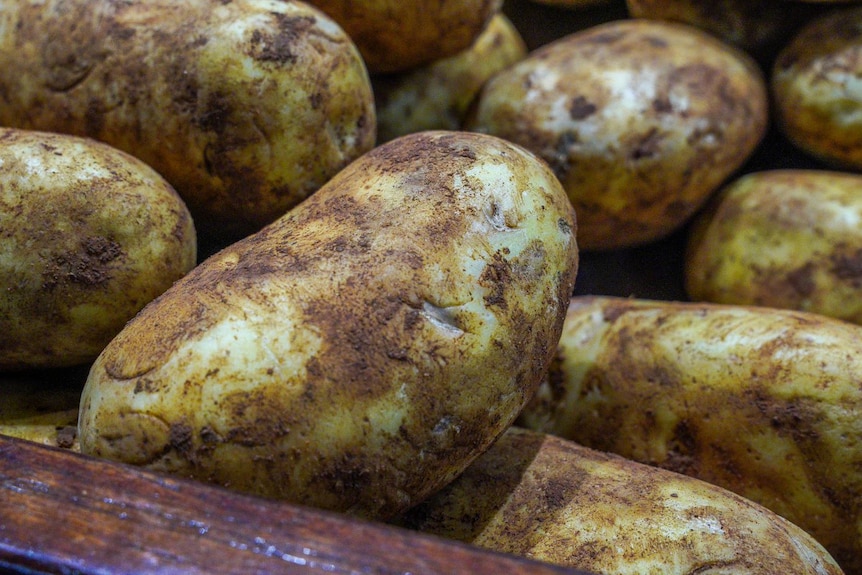 close up of unwashed white potatoes 