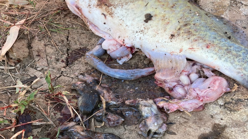 A gutted fish next to the corpses of mice that have been found inside.