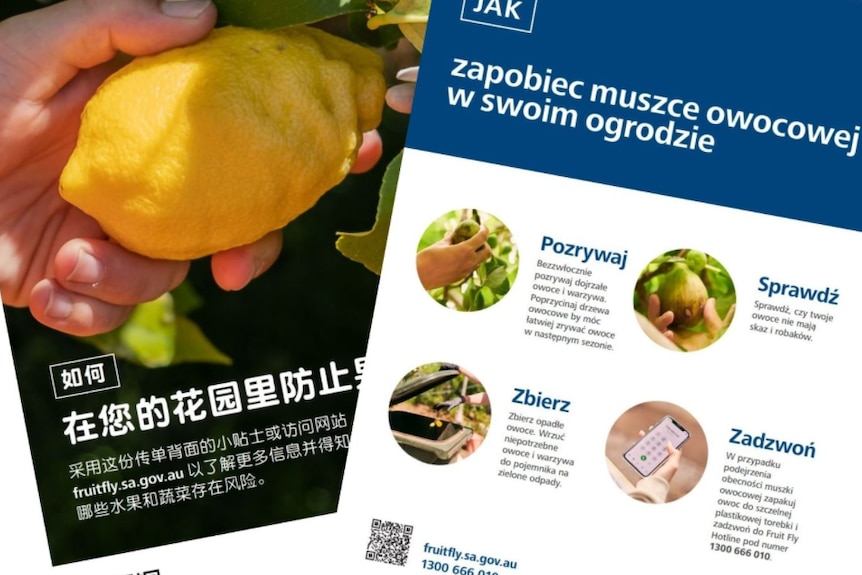 A fruit fly brochures in a range of languages.
