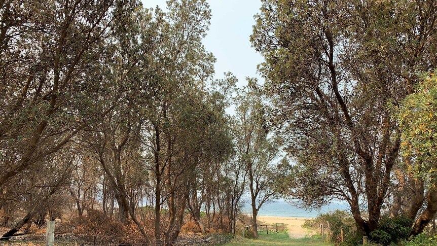 A grass path to a beach, with burnt tress on the left and unburnt trees on the right