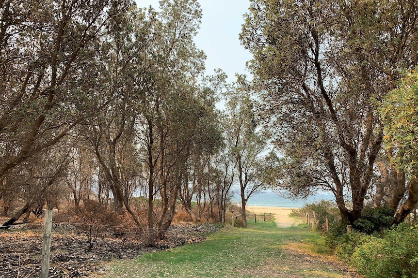 A grass path to a beach, with burnt tress on the left and unburnt trees on the right