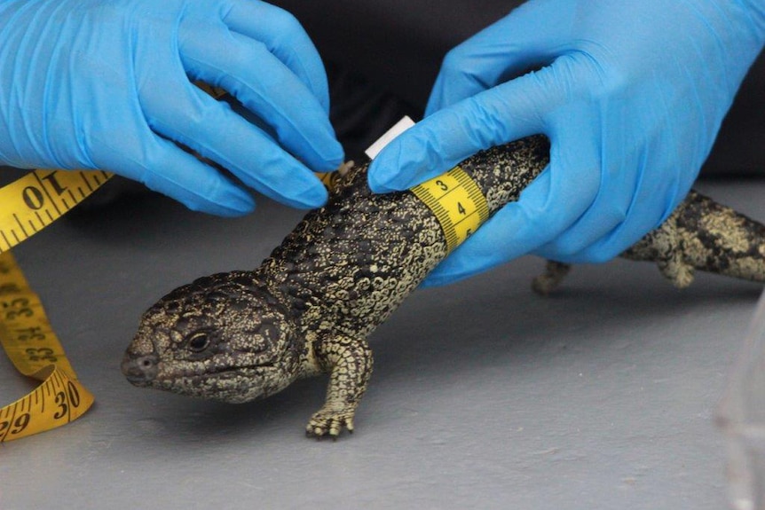 A bobtail lizard being measured with a yellow measuring tape by someone wearing blue rubber gloves.