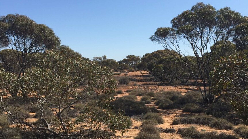 Mallee bushland regenerating.