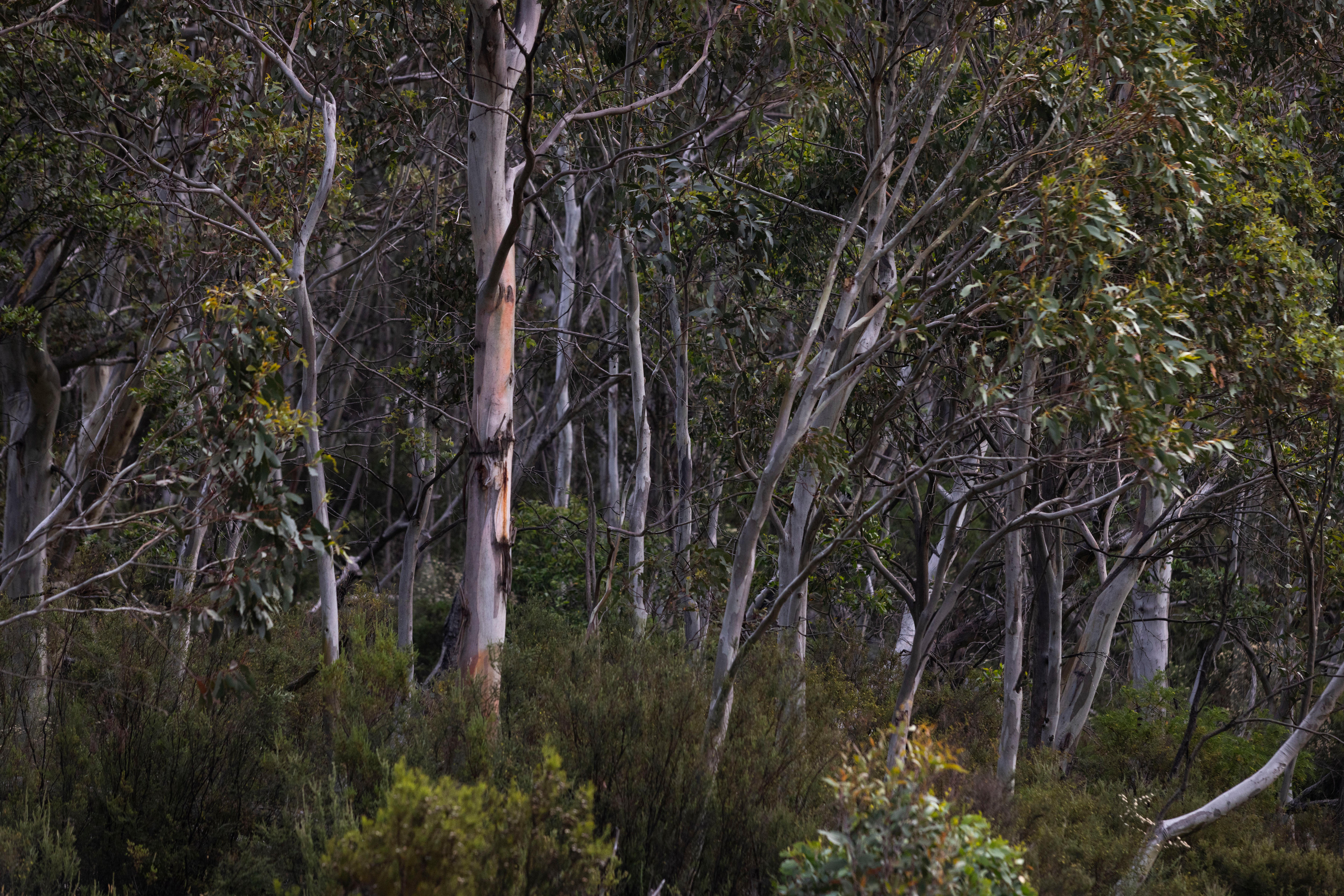 Arbusto alpino denso, muchos árboles y mucha vegetación. las encías también