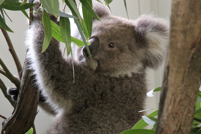 A koala grabs a branch on a eucalyptus tree that has been set up inside.