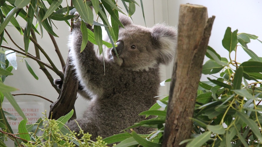 About 80 koalas were brought to Tracey Wilson's home to be rehabilitated after a blue gum plantation was destroyed in south-west Victoria, February 4, 2020.
