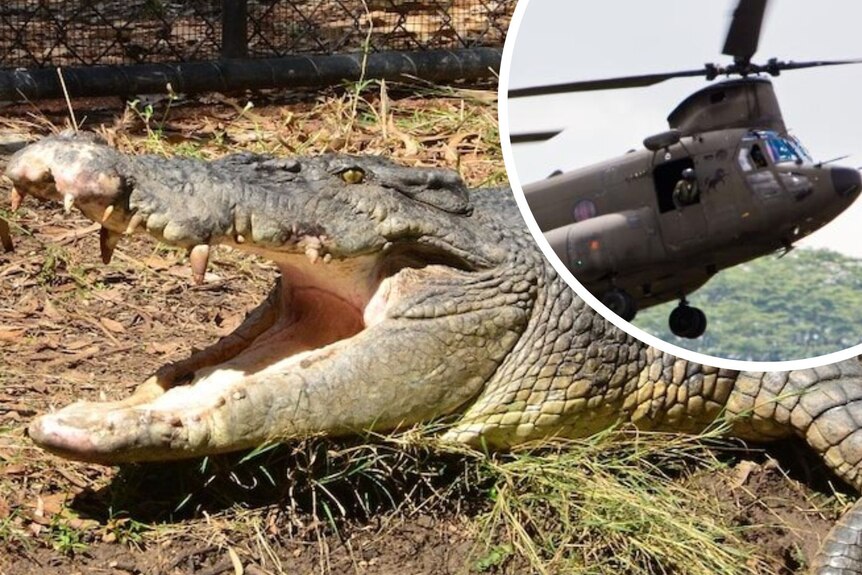 A crocodile and a Chinook helicopter.