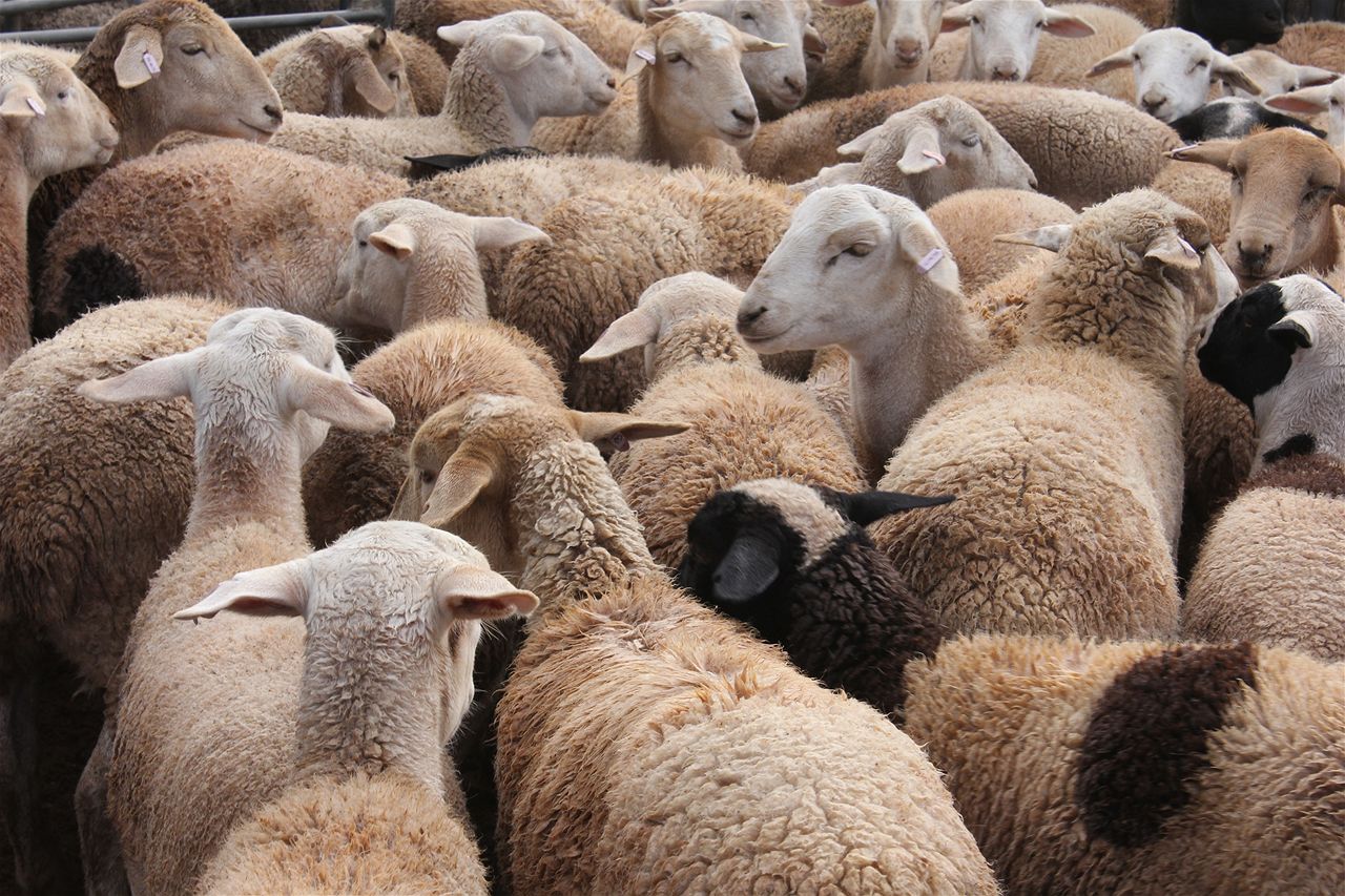Flock, stock and characters: stories from the saleyards - ABC News