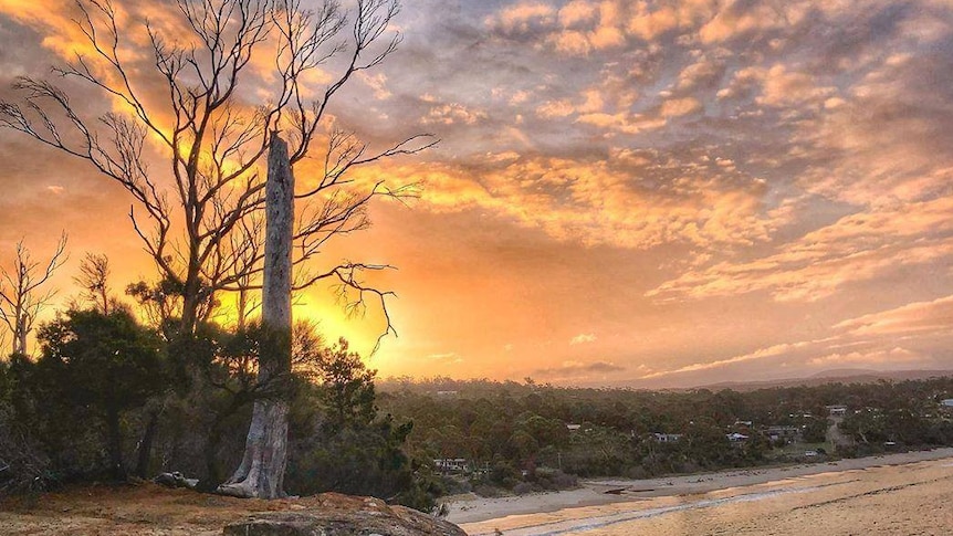 Sunrise on a coastline with trees in foreground.