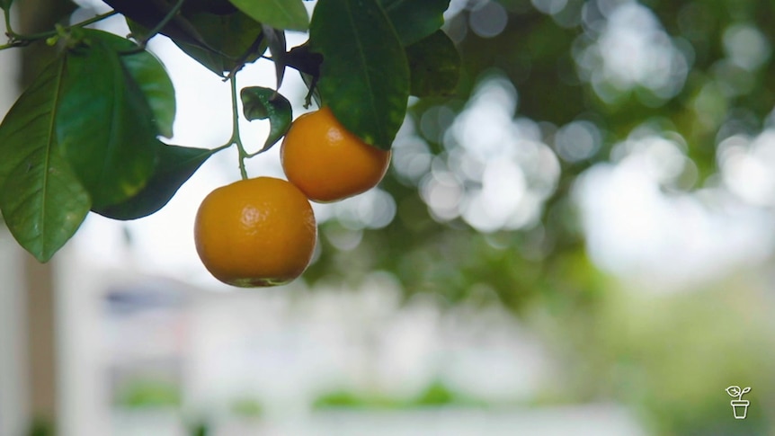 Orange citrus growing on a tree in a garden.