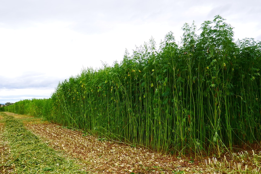 The corner of a large marijuana crop.