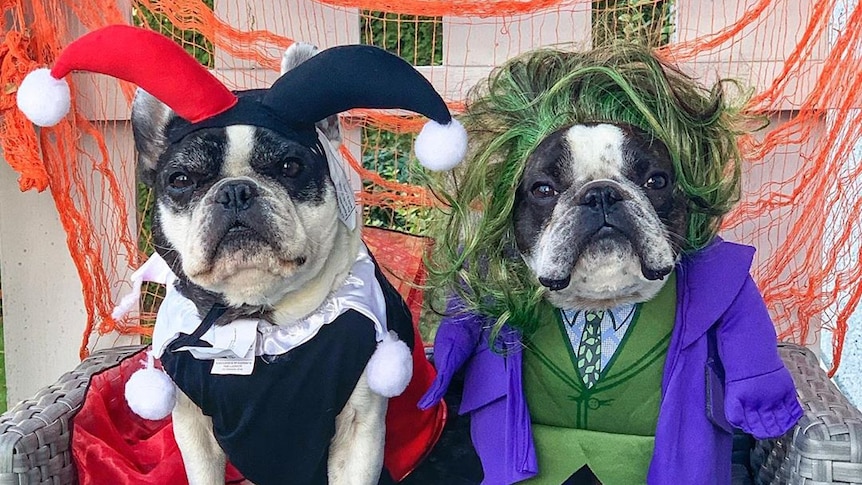 two dogs are dressed up in costumes