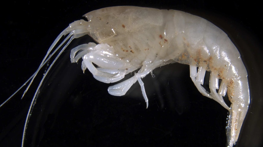 A close up photo of the two-centimetre long predatory blind shrimp parisia unguis.