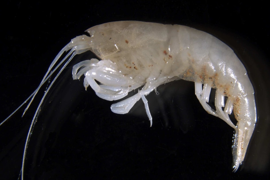 A close up photo of the two-centimetre long predatory blind shrimp parisia unguis.