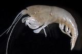A close up photo of the two-centimetre long predatory blind shrimp parisia unguis.