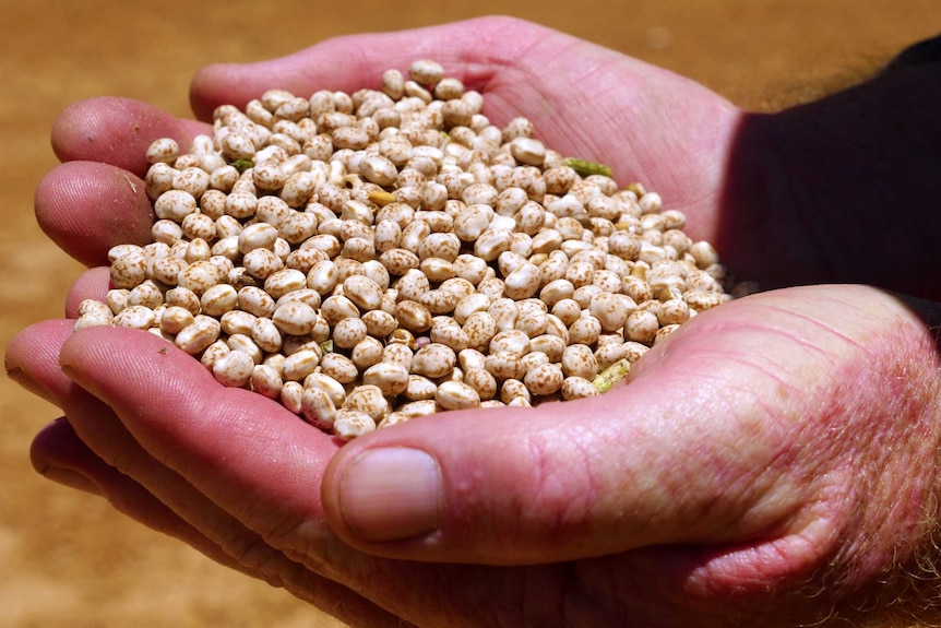 a close up of lupins in hands