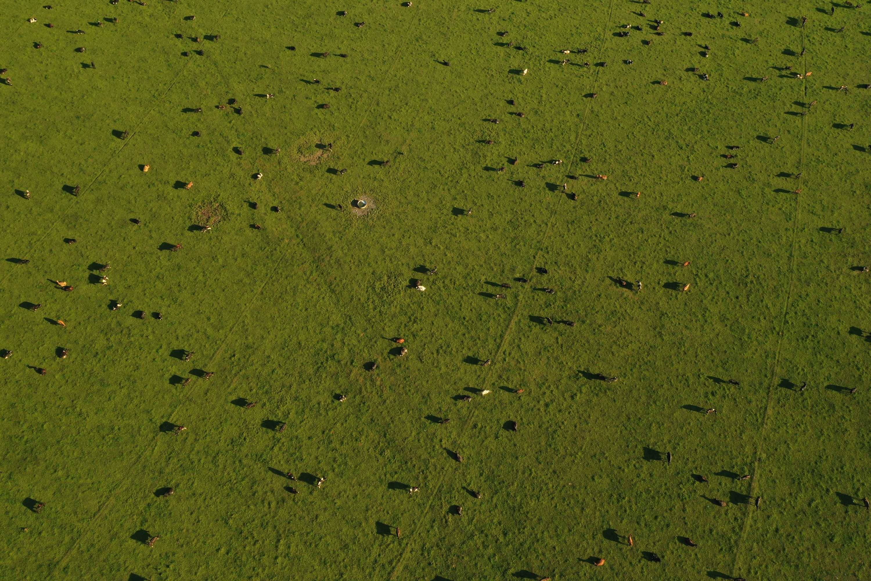 Green pastures in the Canterbury Plains.