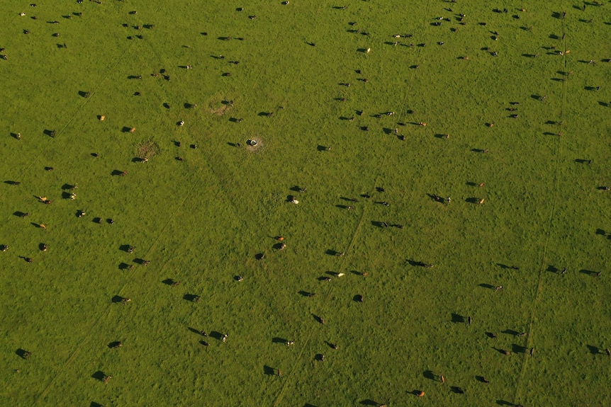 Green pastures in the Canterbury Plains.