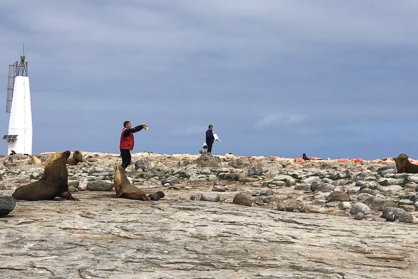 rocky island, two people pointing, sea lions lying around