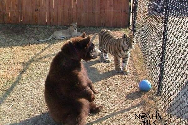 Bear, lion and tiger