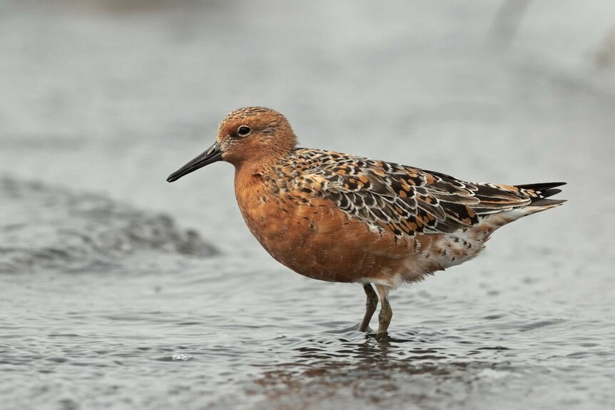 A red knot