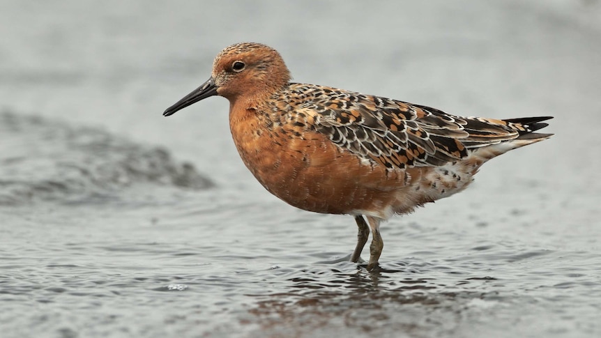 A red knot