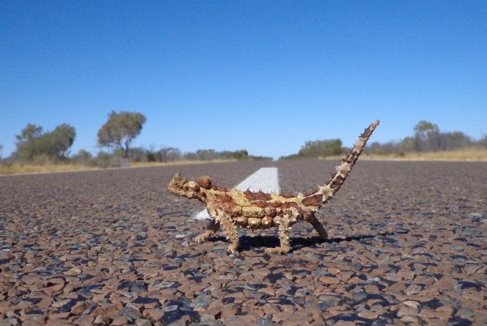 Thorny devil crossing the road