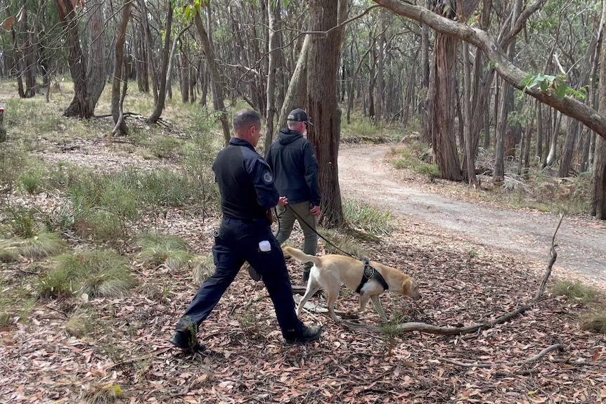 Two police officers walking a dog through bushland.
