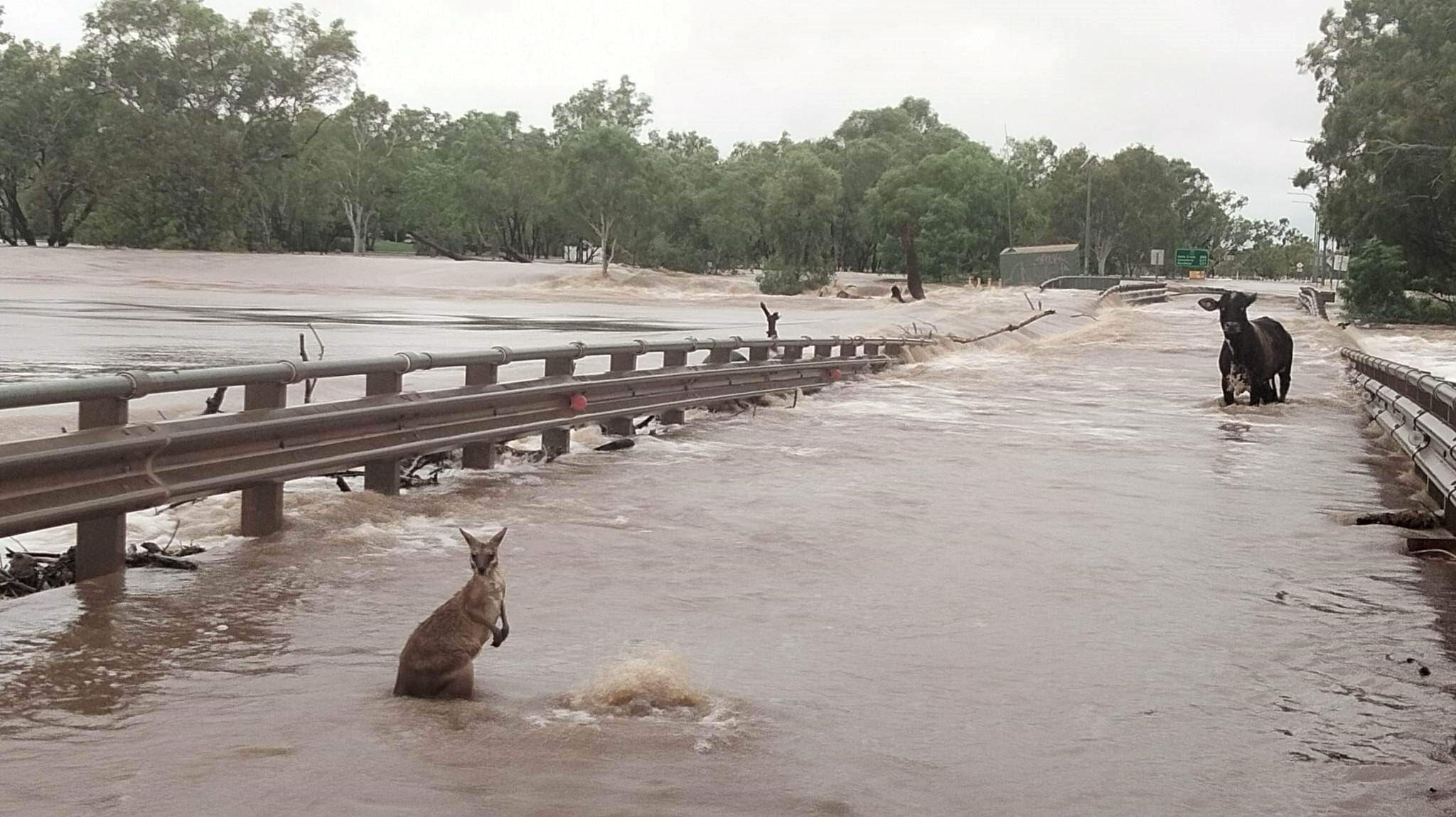 Animals stranded on the bridge at Fitzroy Crossing, after a record-breaking flood tore through the region. 