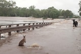 Animals stranded on the bridge at Fitzroy Crossing, after a record-breaking flood tore through the region. 