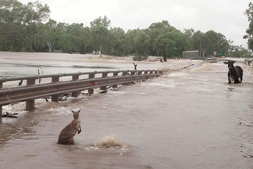 Animals stranded on the bridge at Fitzroy Crossing, after a record-breaking flood tore through the region. 