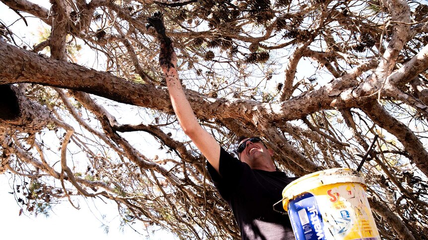 A man uses a brush to paint the underside of a pine tree with black paint.