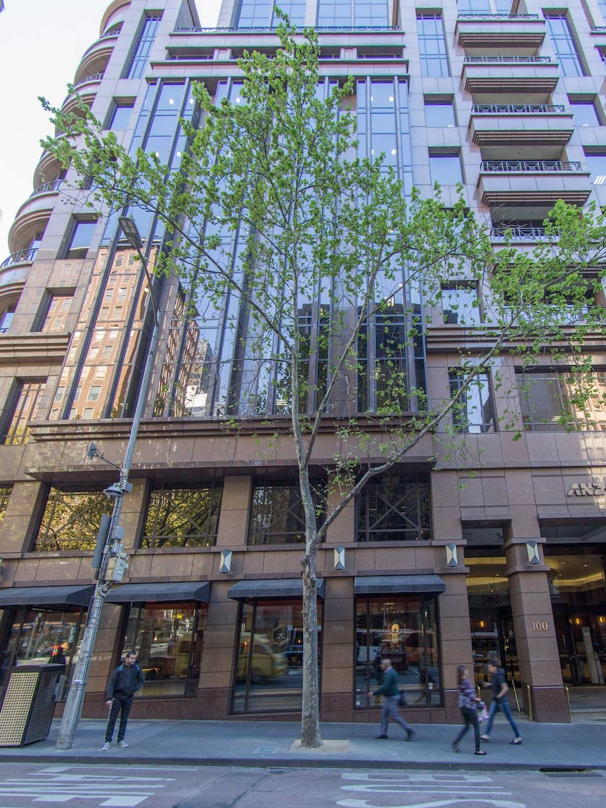 A towering tree in front of a city bank building.