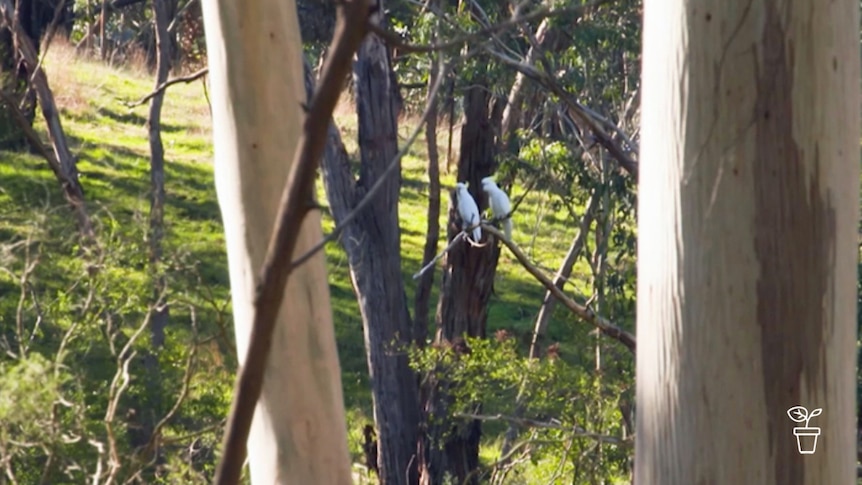 Outdoor setting with a pair of white cockatoos sitting in a tree
