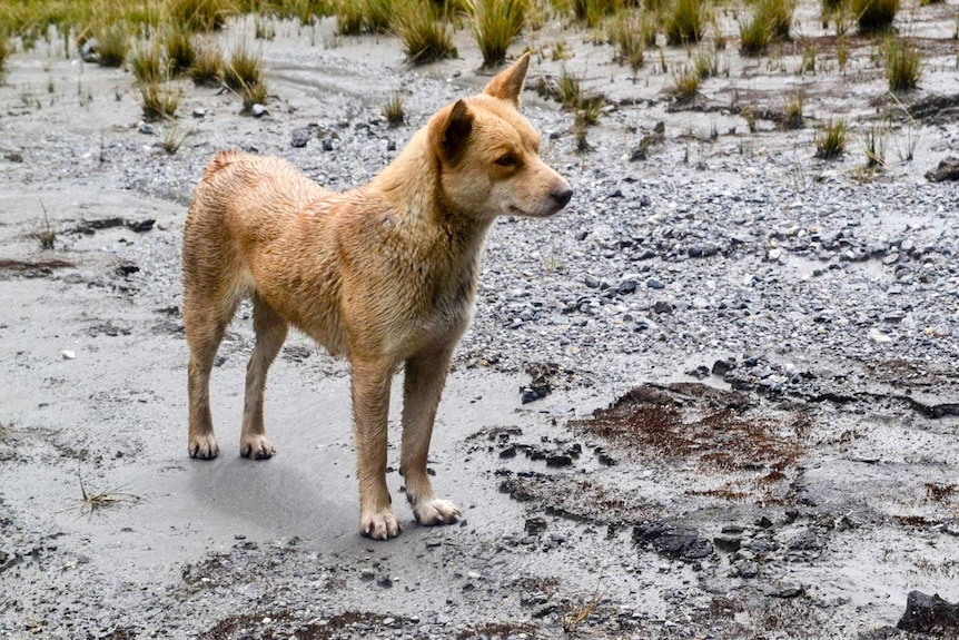 Lady Foot, a rare red coloured Highland Wild Dog, photographed in the mountainous regions of New Guinea.