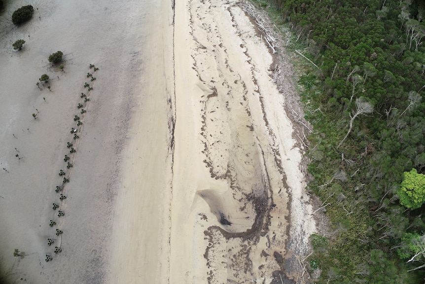 On an overcast day, an aerial photo shows a beach with adjacent forest, and hexagonical pods in a straight row.