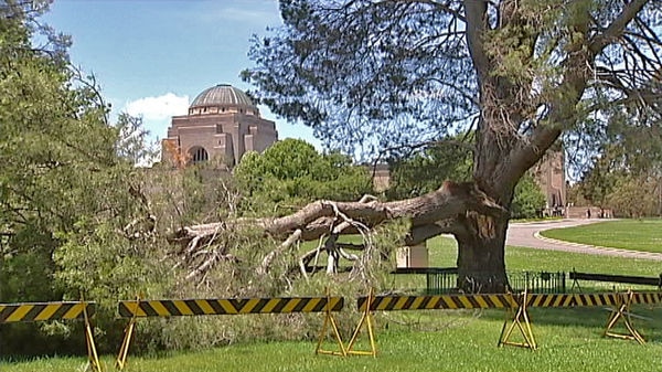 The Lone Pine tree at the Australian War Memorial after being split in two by lightning.
